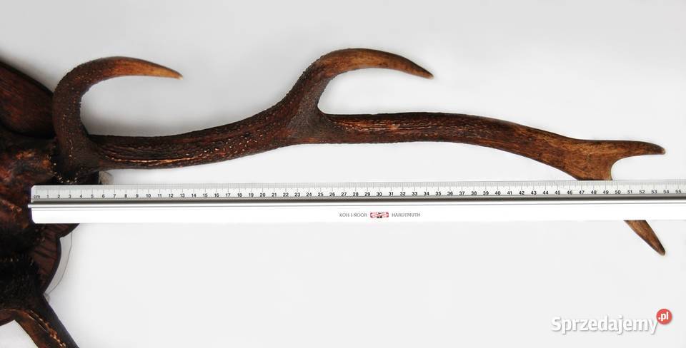 Przedwojenne poroże jelenia szlachetnego trofeum