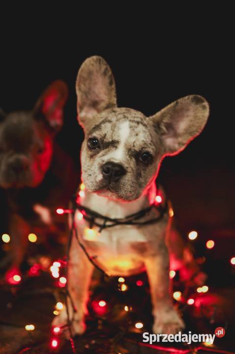 Francuskie buldogi blue i merle Buldog