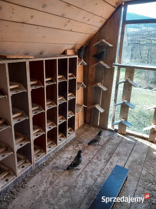 sprzedam całą chodowle golebi
