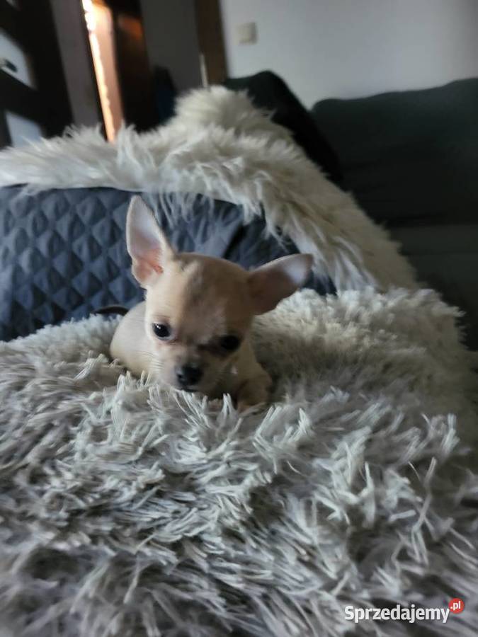 chihuahua kujawsko-pomorskie