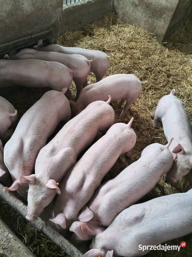 Prosięta Tymieniec sprzedam