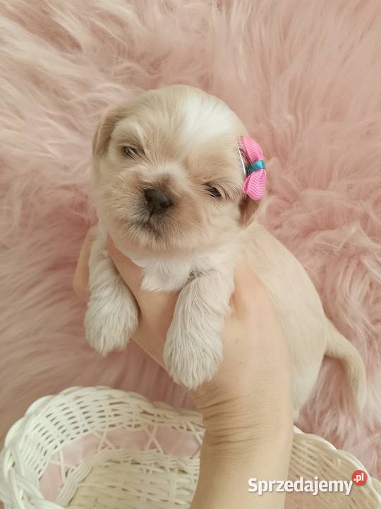 Piękna suczka rasy ShihTzu Namysłów