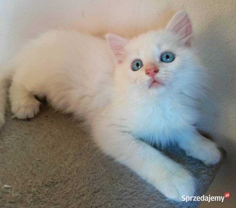 Śliczny Kocur Syberyjski Umi z Rodowodem PZFWCF Sochaczew