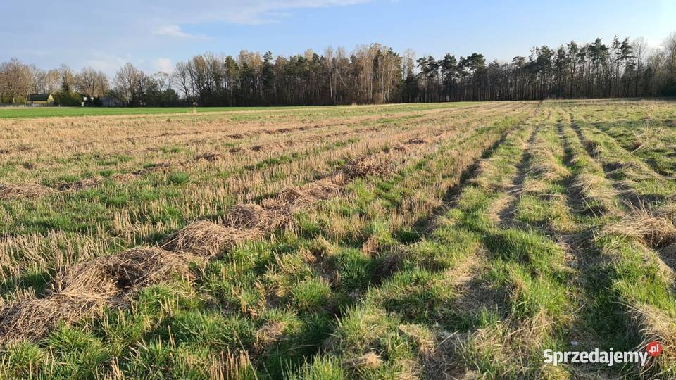 Działki z warunkami zabudowy w Rokitnicy Rokitnica sprzedam