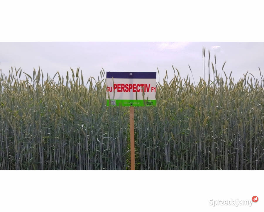 Żyto ozime hybrydowe SU PERSPECTIV
