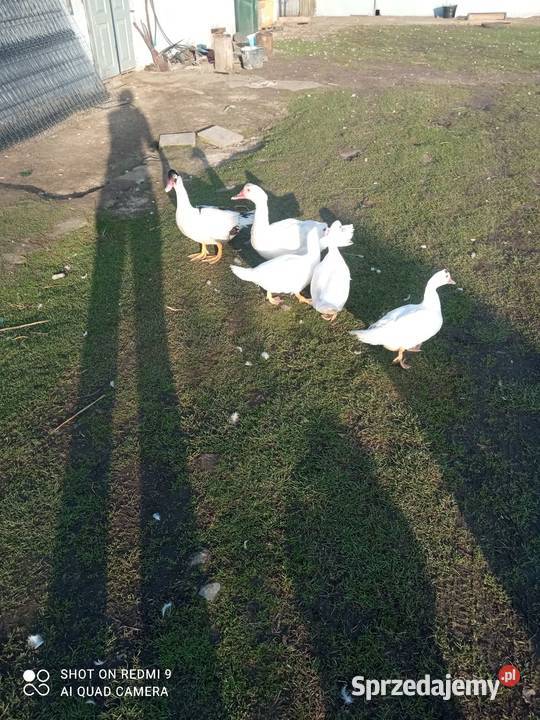 Kaczki Francuskie Radomyśl Wielki sprzedam