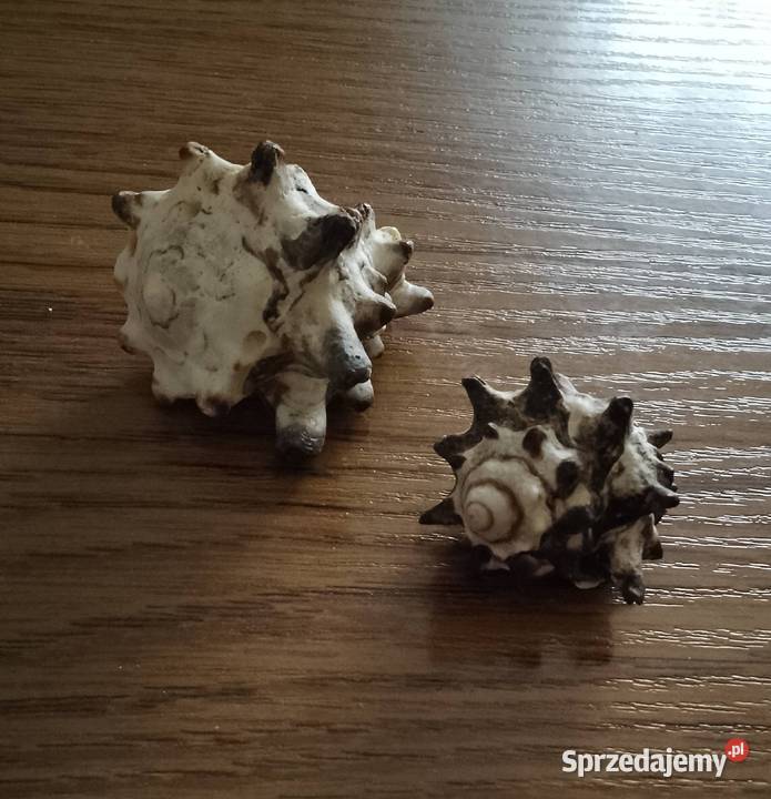 Muszle morskie kpl 19 sztuk Pozostałe Nakło nad Notecią sprzedam