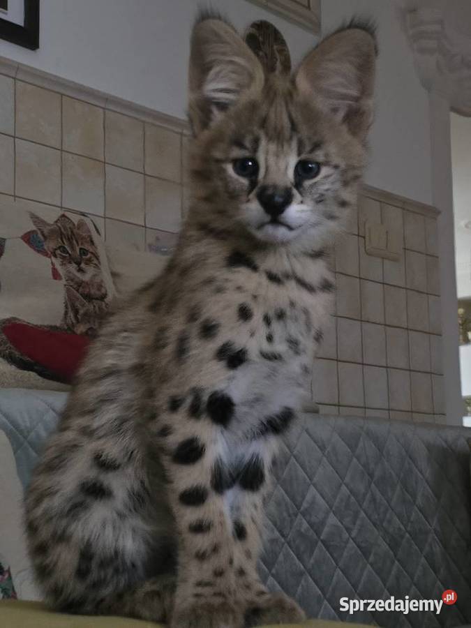 Serwal Afrykański Józefów sprzedam