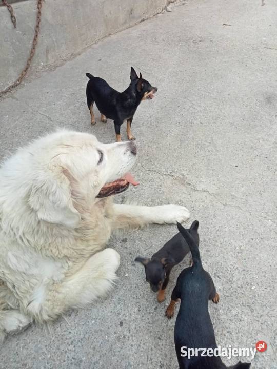 owczarek podhalański Wawrzeńczyce sprzedam