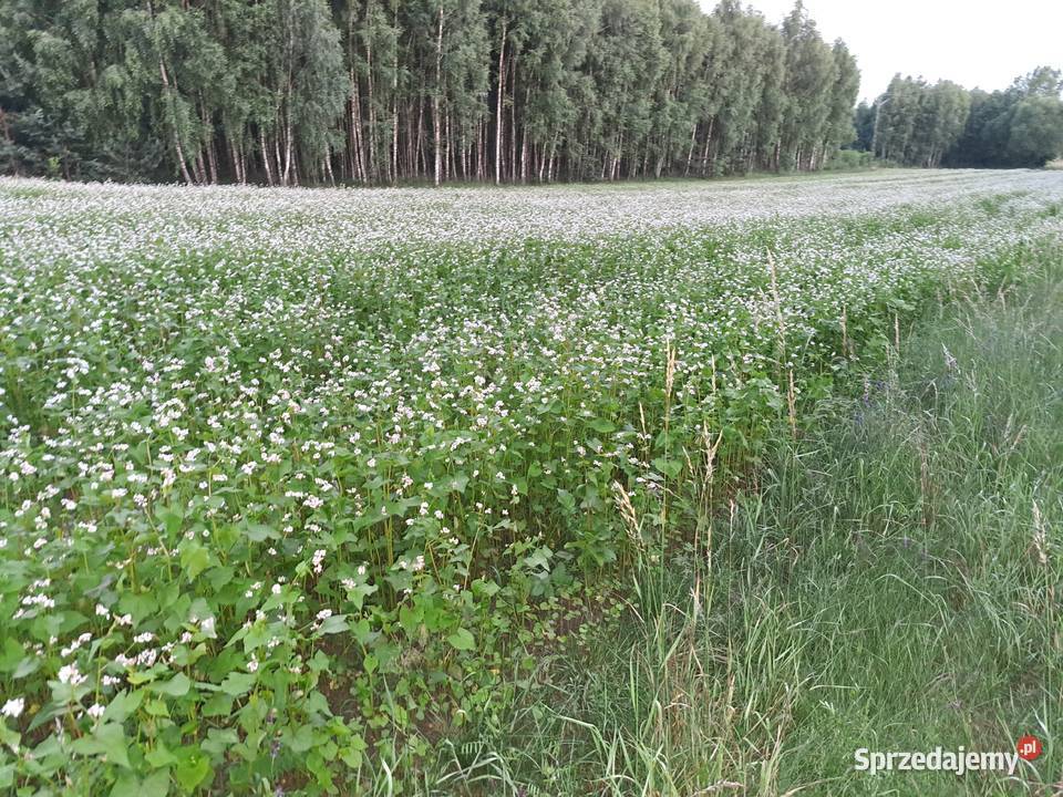 Gryka zasiew pszczół Poradnik sprzedam