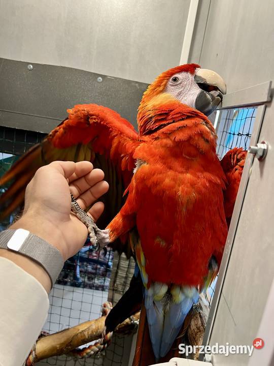 Papuga Ara Macao samiec ręcznie karmiona Brodnica