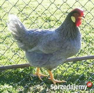 Sprzedam jednodniowe pisklęta zamówienie na wios dolnośląskie