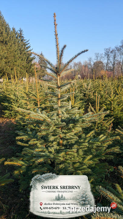 Świerk Srebrny Drzewka Choinki Świąteczne Iglaste Dobrzyń nad Wisłą