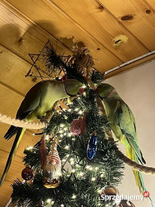 aleksandretta obrożna samiec Koszyce Wielkie