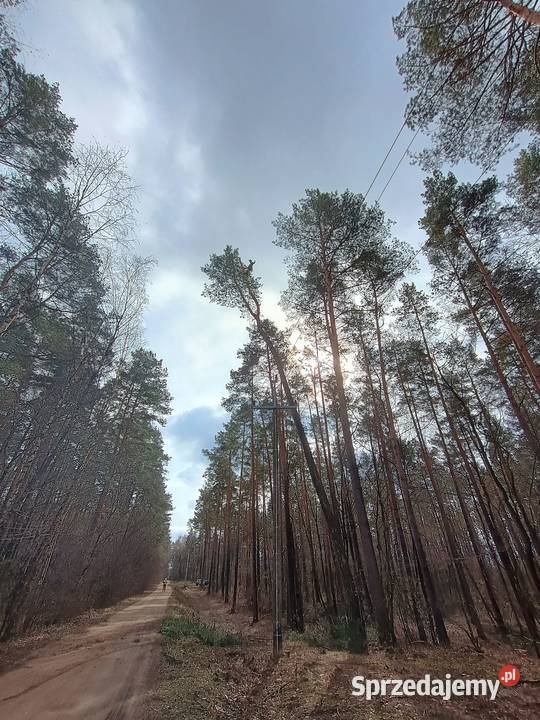 Wycinka drzew trudnych metodą arborystyczną mazowieckie Piaseczno prace ogrodowe