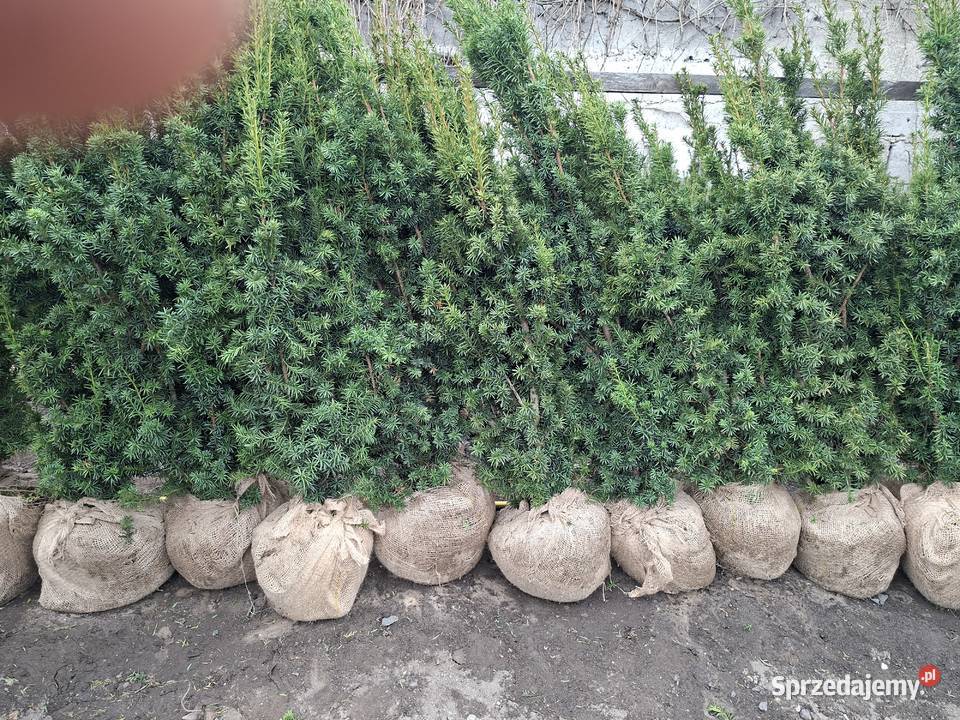 Szybkorosnący Gotowy Żywopłot Cis Hicksii Mszczonów