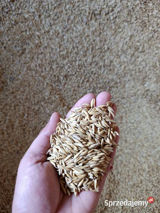 Owies na sprzedaż centrali Oława