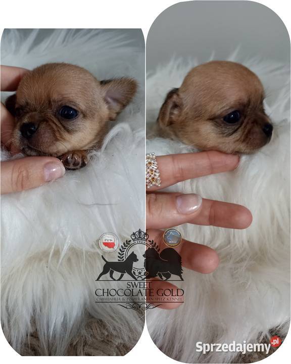 Chihuahua mikro sunia beżowa krótkowłosa pełny Chihuahua Bełchatów sprzedam