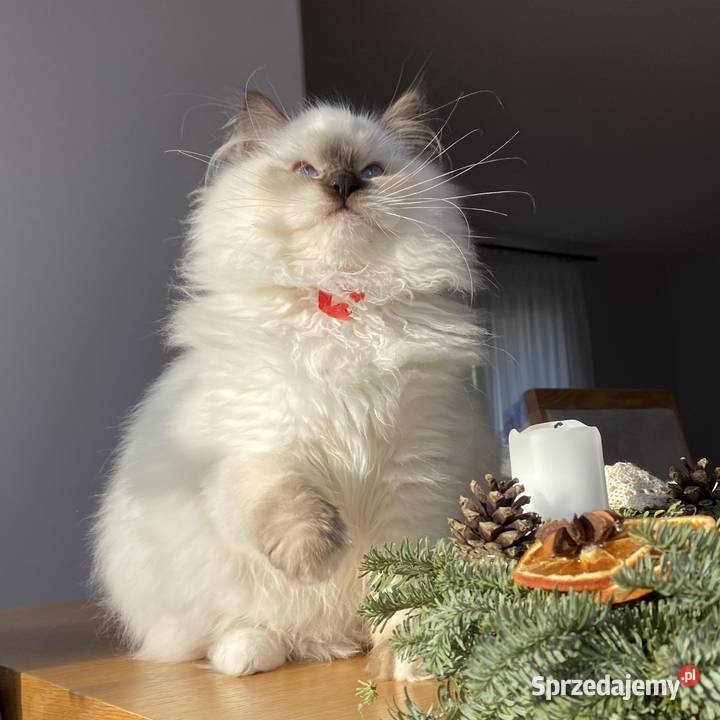 Kotka hodowlana ragdoll gotowa do odbioru Ragdoll Grodzisk Mazowiecki
