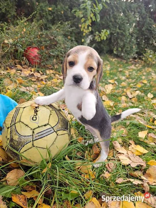 Beagle szczenięta championie mazowieckie Mińsk Mazowiecki