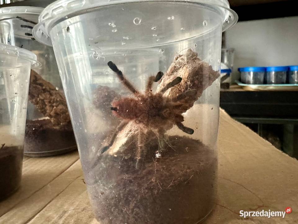 aviculari minatrix dorosłe samce Kraków Pozostałe