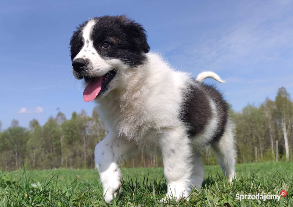 Piękna Rasowa Suczka Border Collie XINDI z pełną Iwonicz