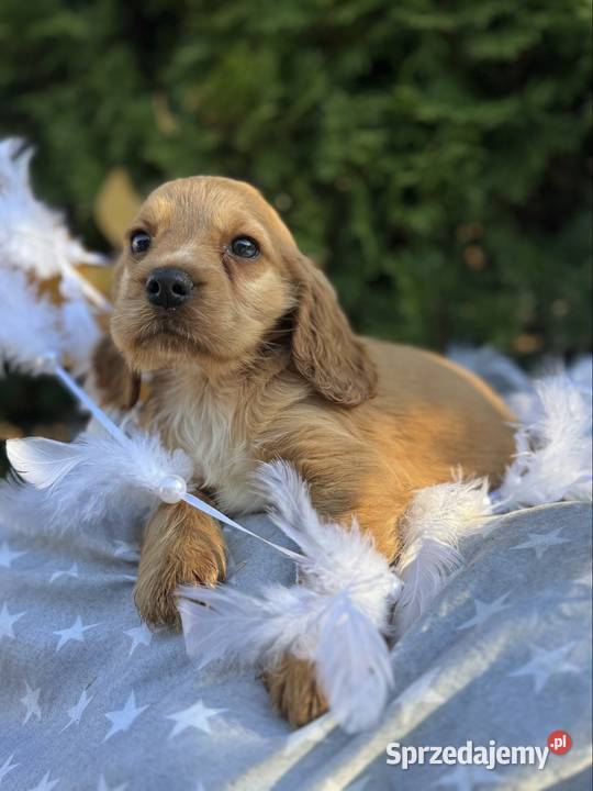 Cudowna złota sunia Cocker Spaniel Angielski z Kraków