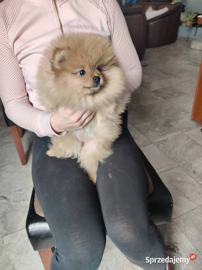 Szpic miniaturowy pomeranian rodowodowe