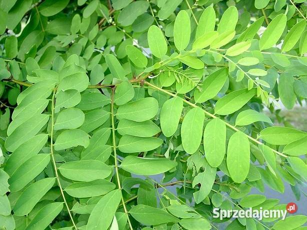 Nasiona akacji robinia 250 Lubliniec