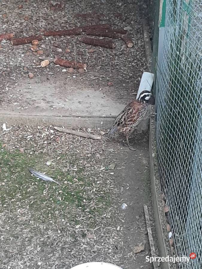 Przepiór wirginijski Skała