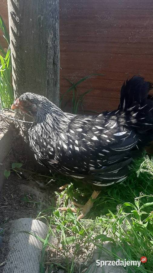 Wyandotte pary Zastawie