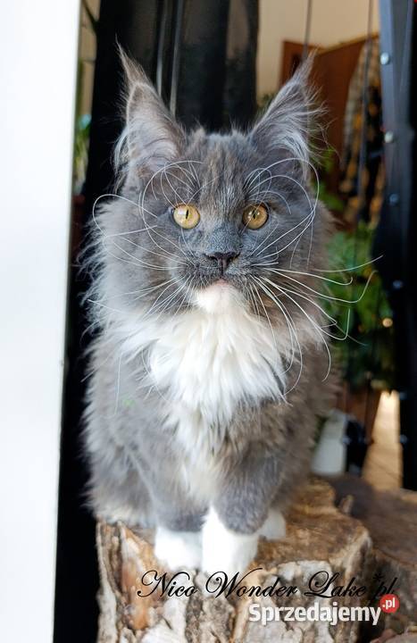 Niebieski z białym Maine Coon FPL sprzedam