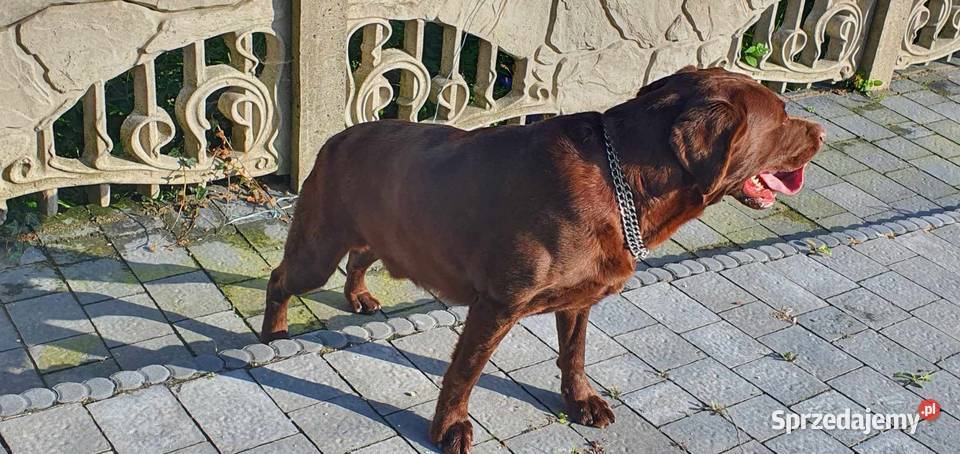 loablador czekoladowy szuka nowego domu Radomsko
