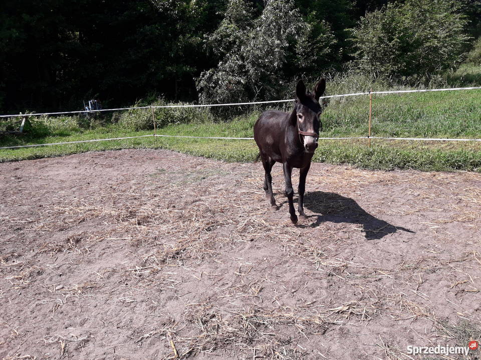 Osły osiołki kujawsko-pomorskie Golub-Dobrzyń