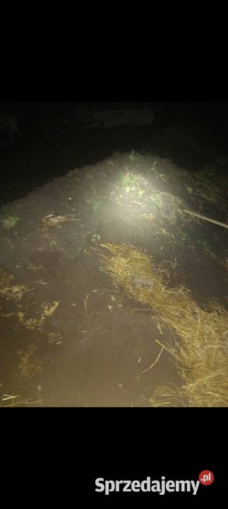 Sprzedam ziemniaki Węgrów