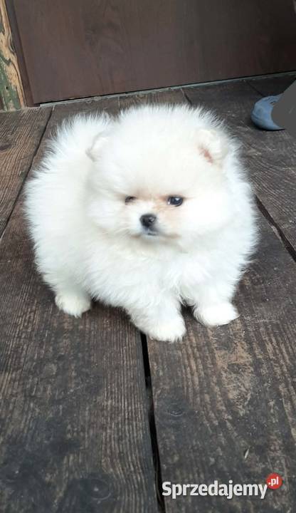 Szpic miniaturowy pomeranian miś Pabianice sprzedam