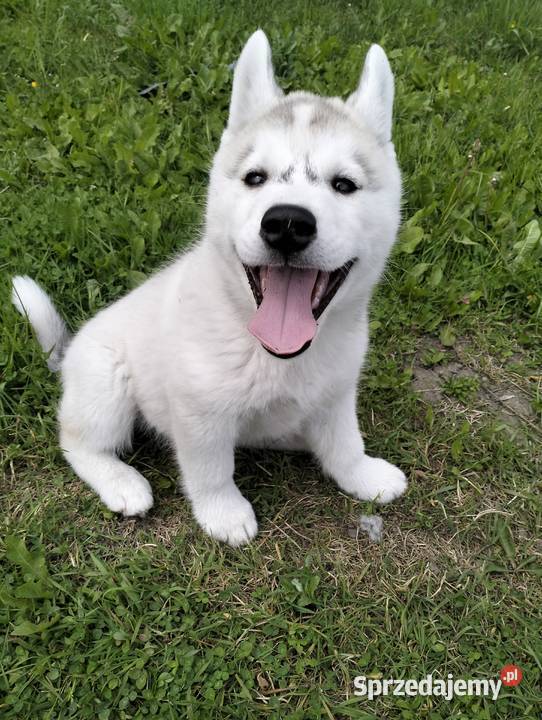 Suczka Siberian Husky ZKwP FCI GOTOWA DO ODBIORU Mielec