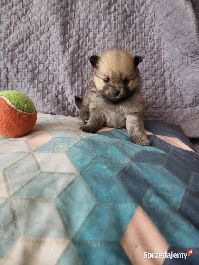 Szpic miniaturowy pomeranian dziewczynka Piaseczno