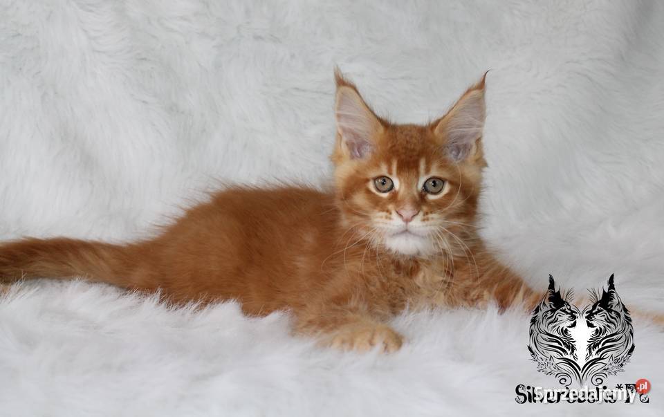 Kocurki Maine Coon behawiorysty