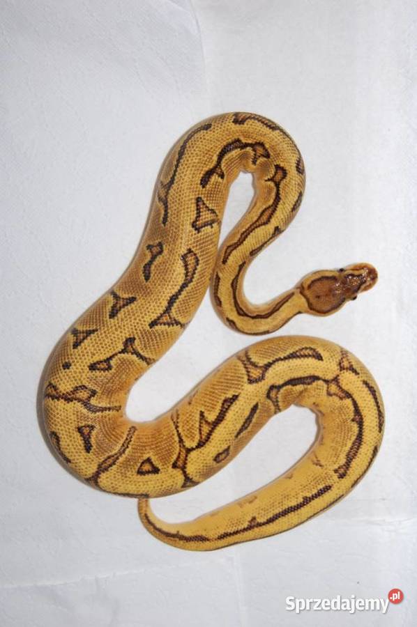 Pyton Królewski samica Spotnose Orange Dream dolnośląskie Jedlina-Zdrój