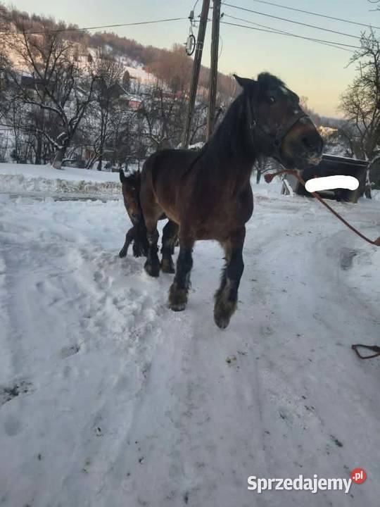 Sprzedam ogierka zimnokrwistego Jabłonka