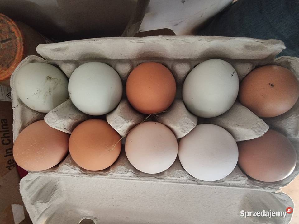 Jajka z ekologicznego wybiegu śląskie Wieszowa