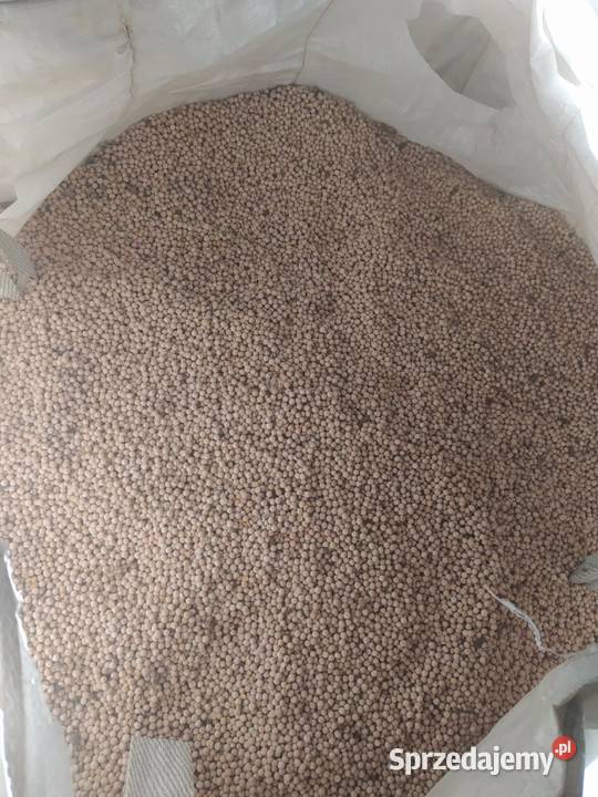 Groch Batuta Szczekociny