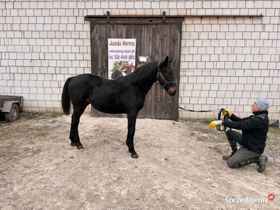 Klacz śląska roczna Bąków