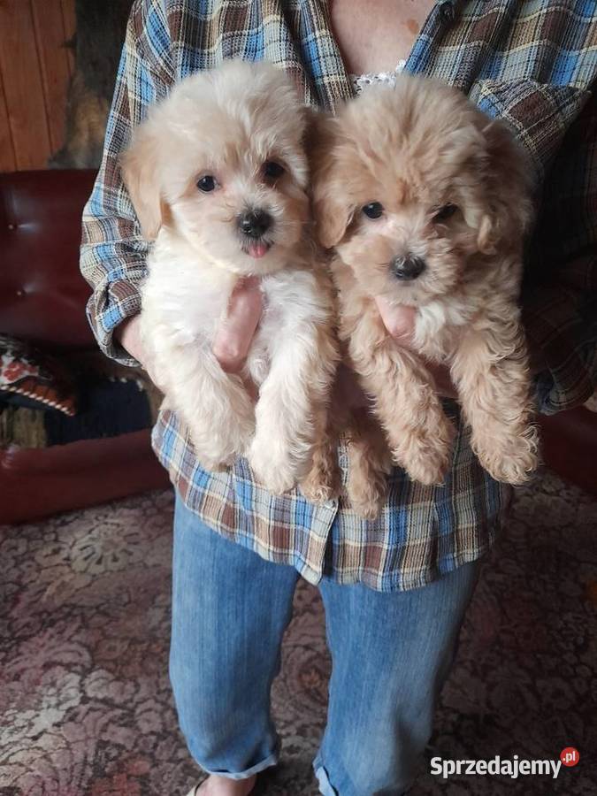 Maltipoo maltanczykpudel toy red Maltańczyk podlaskie Augustów sprzedam