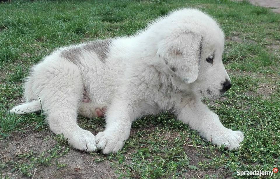 Owczarek środkowoazjatycki piesek Psy Kozienice sprzedam