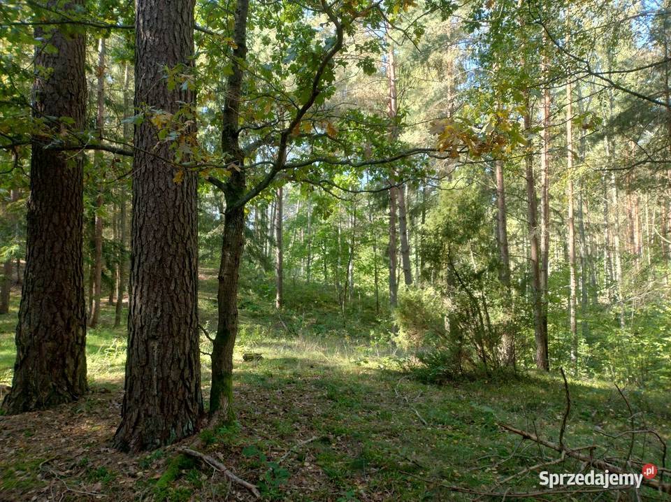Piękna Działka leśna jeziora Świetajno warmińsko-mazurskie Brajniki
