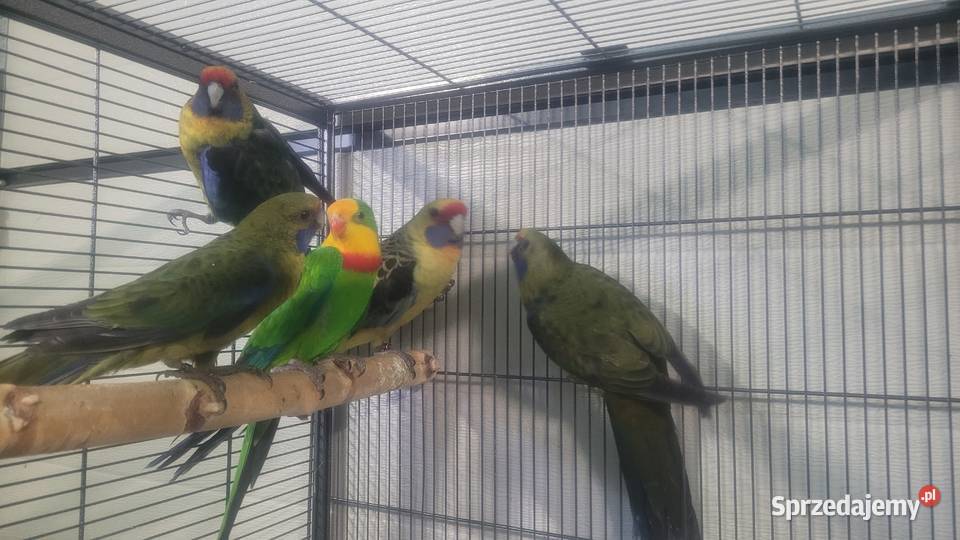 Papugi rozelle kaledońskie Wieliczka