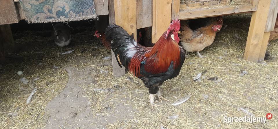 Koguty włoszki legbary 25r