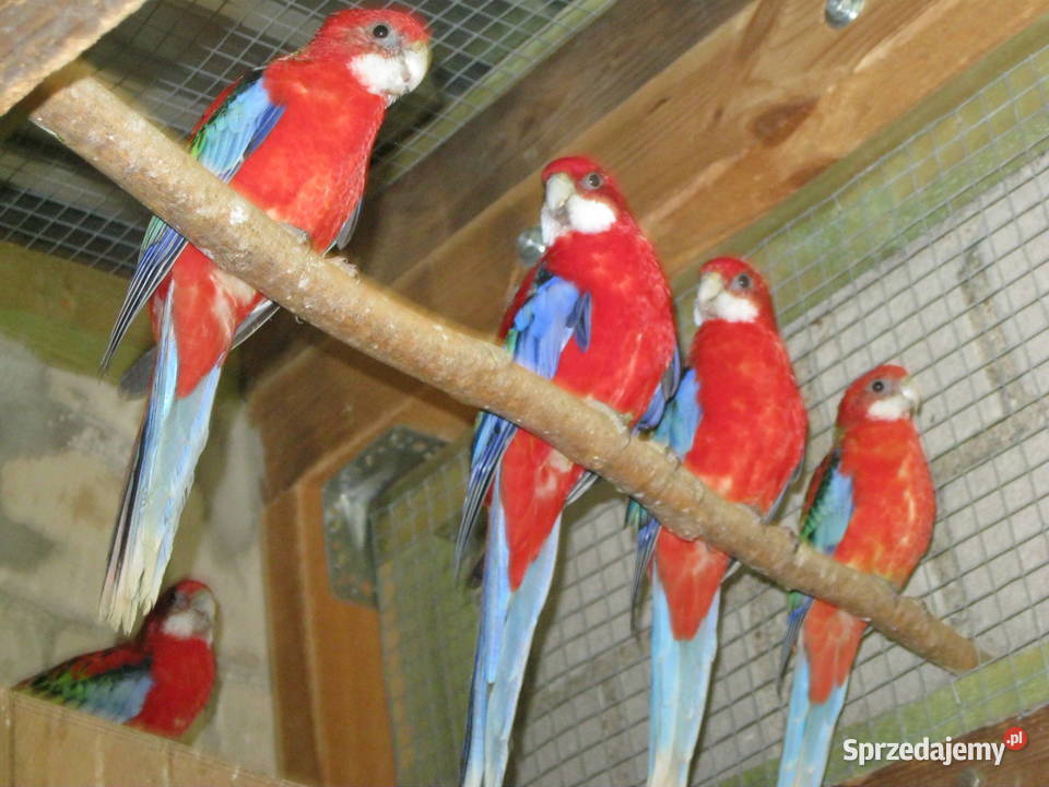 Papuga Rozella Białolica z 25 r Luboń